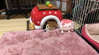 柴犬小春　犬もこたつで丸くなるライブ