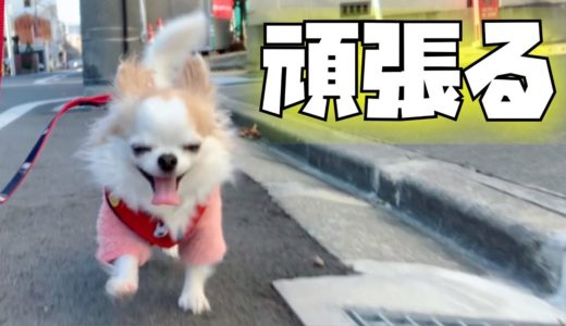 「誰か助けて！」外出が怖い臆病すぎる犬が一人での散歩頑張りました。【チワワ】