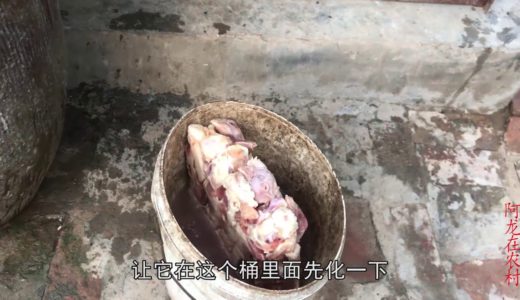 阿龙养殖的西班牙普雷萨加纳利犬为啥要顿顿吃肉？