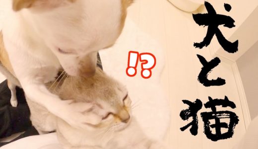 犬と一緒に子猫を育ててしまった結果w