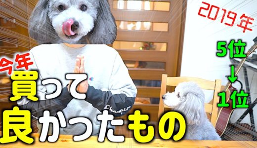 🐶2019年！犬のために買ってよかったものランキング