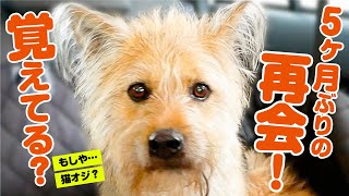 久しぶりに会う飼い主の弟を犬は覚えてる？