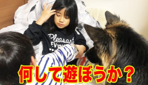 シェパード犬マック・何して遊ぼうか♪