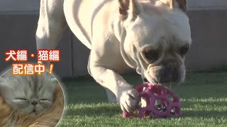 「どうぶつピース！！かわいい大図鑑」犬編（41）竹馬ができちゃう!?　学校一の人気犬 他