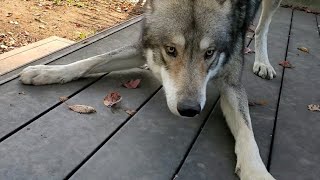 おふざけポーズで誘惑する狼犬