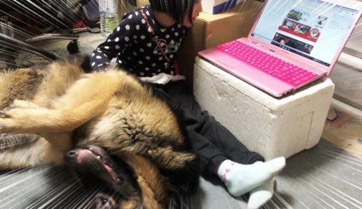 大型犬との暮らし・パソコン嫌い・シェパード犬と孫娘の放課後Study computer