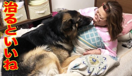 看病する・早く治るといいね♪優しくキス・大型犬シェパードマック君・nurse someone back to health