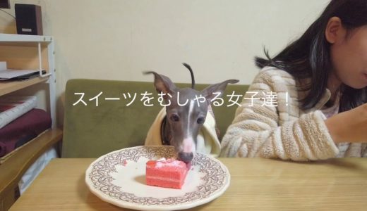 犬、クリスマスケーキを食べる！【イタグレ】