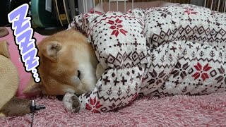 柴犬小春　【寝息ASMR】自分でマイクチェック完了！ぬくぬく簀巻き犬