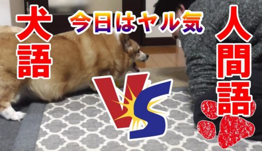 本気で犬と喧嘩したらこうなった【コーギーチロ】