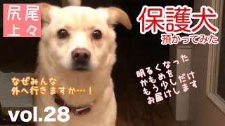 【保護犬預かり】明るくなったかもめ、その後。