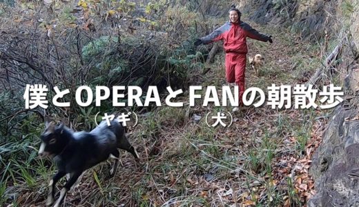 僕とOPERA（ヤギ）とFAN（犬）の朝散歩