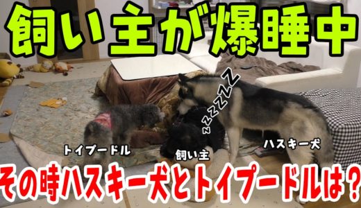 飼い主が爆睡中！ハスキー犬とトイプードルの様子 Husky and Poodle