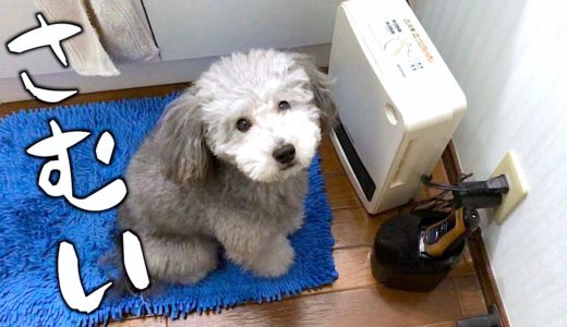 🐶暖房器具の前を陣取る犬【トイプードルのグリィ】【犬】【dog】【toy poodle】