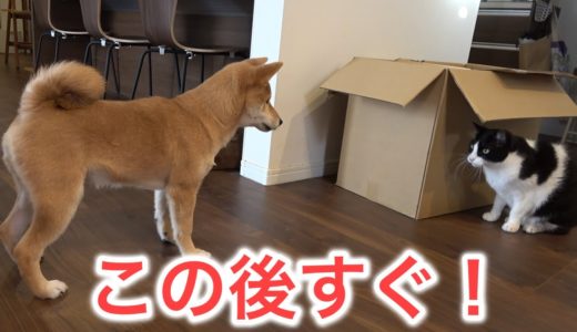 犬と猫の喧嘩はどっちが強い？柴犬の子犬勘助vs猫軍団