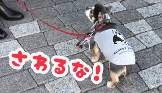 まだ散歩したくて抵抗するチワワ【犬】