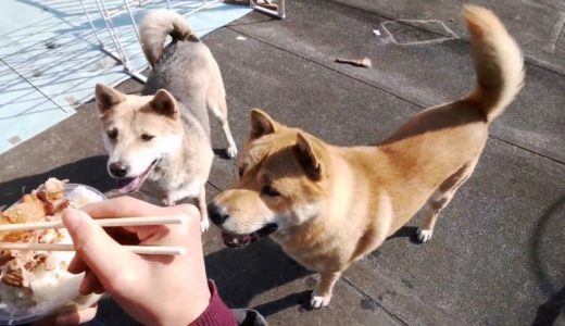 三只田园犬被拴在楼顶，看到主人回来激动得手舞足蹈，终于自由了