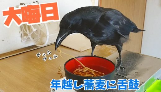 【年越しそば】大晦日なのでカラスと犬猫たちにお蕎麦を振る舞いました。 皆様良いお年を！ 20191231、カラス&四つ足トリオ