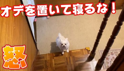 自分より先に寝ようとすると寂しいので怒る犬！雷を落とすチワワのコハク