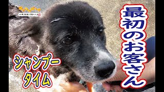 【猟犬】シャンプータイム！汚れた犬をキレイに洗いましょう！まずは最初のお客さん！