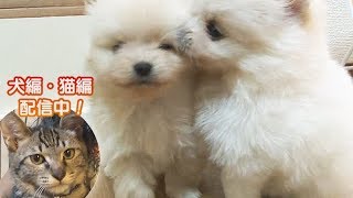 「どうぶつピース！！かわいい大図鑑」犬編（12）まさに柔道!? 最後は一本背負い！ 他