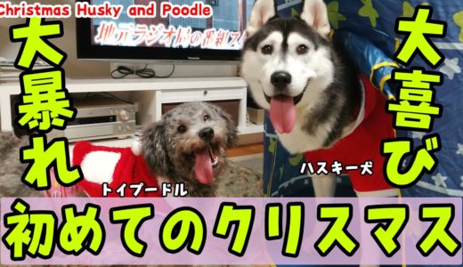 初めてのクリスマスに大喜びで大暴れしたハスキー犬とトイプードル Husky and Poodle