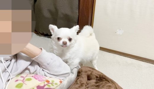 ごはんが欲しくて駄々をこねるチワワのコハク♥犬の可愛いわがまま