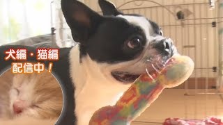 「どうぶつピース！！かわいい大図鑑」犬編（22）豪快ないびき＆寝姿！ 超おっさん犬 他