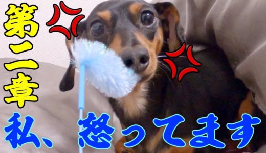 猫じゃらしを渡さない犬に「おやつ食べる？」と言った結果w