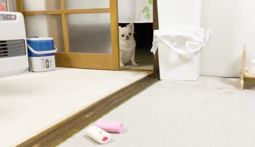 みんなが起きてこないとゆっくり落ち着けない可愛い犬！皆様良いお年をチワワのコハク