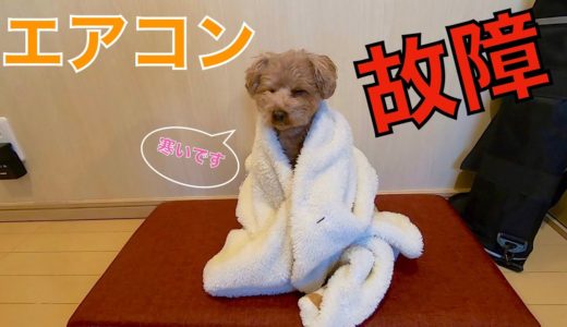 家の中が寒すぎて震える犬に毛布をかけたらかなり可愛かったw【トイプードル】