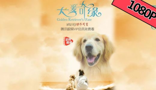 【温馨剧情】《犬爱奇缘 Golden Retriever's Fate》——萌萌哒 狗比人长情|Full Movie|横店小四/乔金悦/朱悦