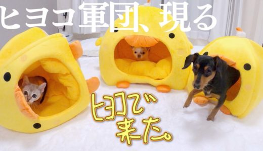 新ベッドが予想以上にデカくてはしゃぐ犬と子猫が可愛いw