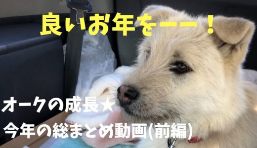 野犬から家庭犬へ…令和元年『オークの成長　総まとめ動画　前編』　来年もよろしくお願い致します　感謝ver．(笑)