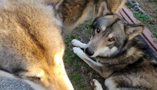 激ギャップ！カッコいい狼犬のおねだり姿