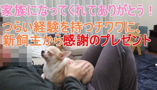 【102日目】辛い経験を持つ保護犬チワワに、飼主から感謝のプレゼント。家族になってくれてありがとう。Thank you for becoming our family member.