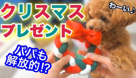 【クリスマスプレゼント】DoggyBoxからのクリスマスプレゼントに犬も大興奮♪変人パパの本性も少しずつ明らかに…【トイプードルのコロン】