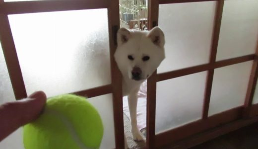 【秋田犬ゆうき】暖かい部屋があるので無理に廊下で遊ぶ必要は無い【akita dog】