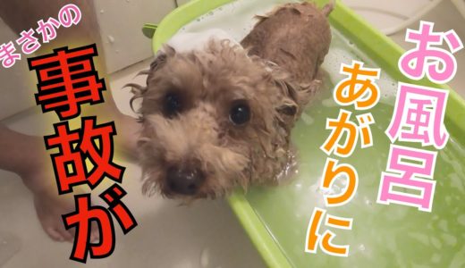 犬をお風呂に入れたら衝撃の事故が起きてママが笑いすぎたw【トイプードル】