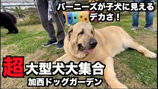 【ドッグラン】超大型犬集合だよ【加西ドッグ・ガーデン】