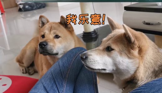 家有吃货狗狗，吃饭都不得安宁， 田园犬阿黄哼哼唧唧鬼话连篇！