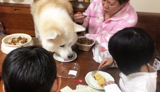 秋田犬・そうすけ、食事は皆で食べると美味しいね♪She takes a walk with her dog.