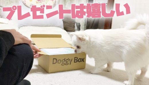 犬もプレゼントの時はちゃっかり起きてくる♥「オデのやもん」チワワのコハク！DoggyBoxのクリスマス