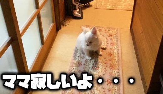 夜ママが出掛けると淋しくて落ち込んでしまう犬！チワワのコハク