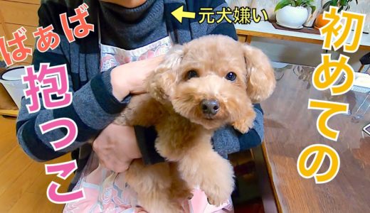 生まれて初めて犬嫌いだったバァバに抱っこしてもらう犬が可愛かったw【トイプードル】