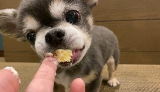 ホテルに泊まるチワワの一泊二日密着【犬】