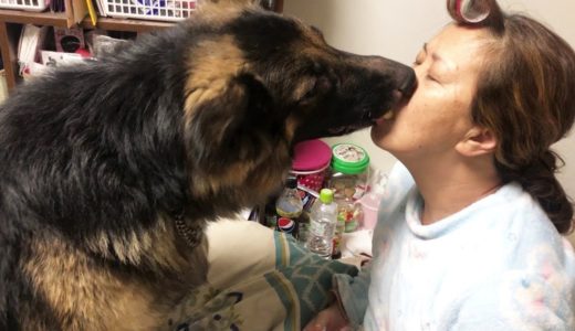 甘える大型犬・牛乳おかわりください♪・シェパードマックのお願い・ Life with dog