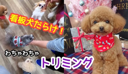 【犬だらけトリミング】ティーカッププードル3匹、チワワ1匹♪可愛い姿を早くパパに見せたいな♪【後半変人パパ注意】【トイプードルのコロン】