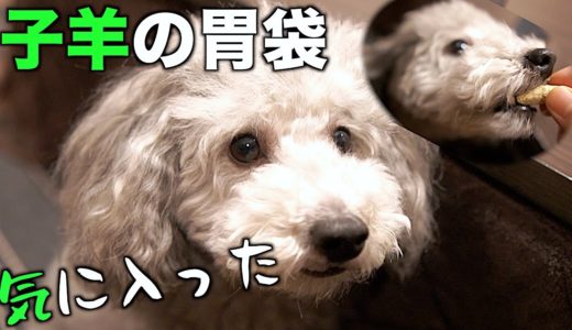 🐶子羊の胃袋が気に入った犬【トイプードルのグリィ】【犬】【dog】【toy poodle】