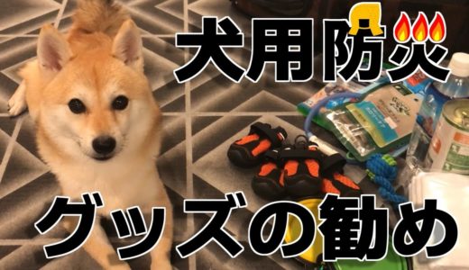 犬用防災グッズの勧め【ペット用非常袋】